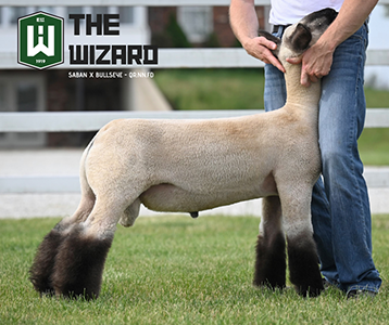 The wizard